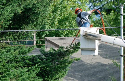 Tree Trimming Safety in Sydney: Keep Trees Clear of Power Lines