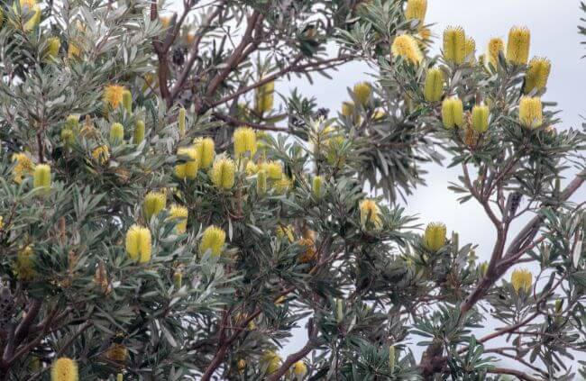 Banksias are slow-growing and compact habit makes them ideal for under power lines Banksias are slow-growing and compact habit makes them ideal for under power lines