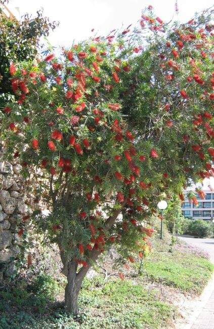 Bottlebrush is a must for underneath power lines Bottlebrush is a must for underneath power lines