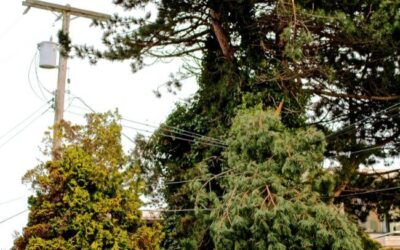 What Plants Can I Grow Under a Power Line?