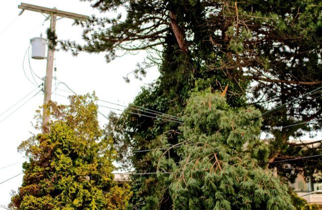 What Plants Can I Grow Under a Power Line What Plants Can I Grow Under a Power Line