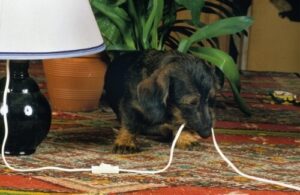 Dog chewing an electrical cable inside a home, demonstrating a common cause of pet-related wiring damage and electrical hazards